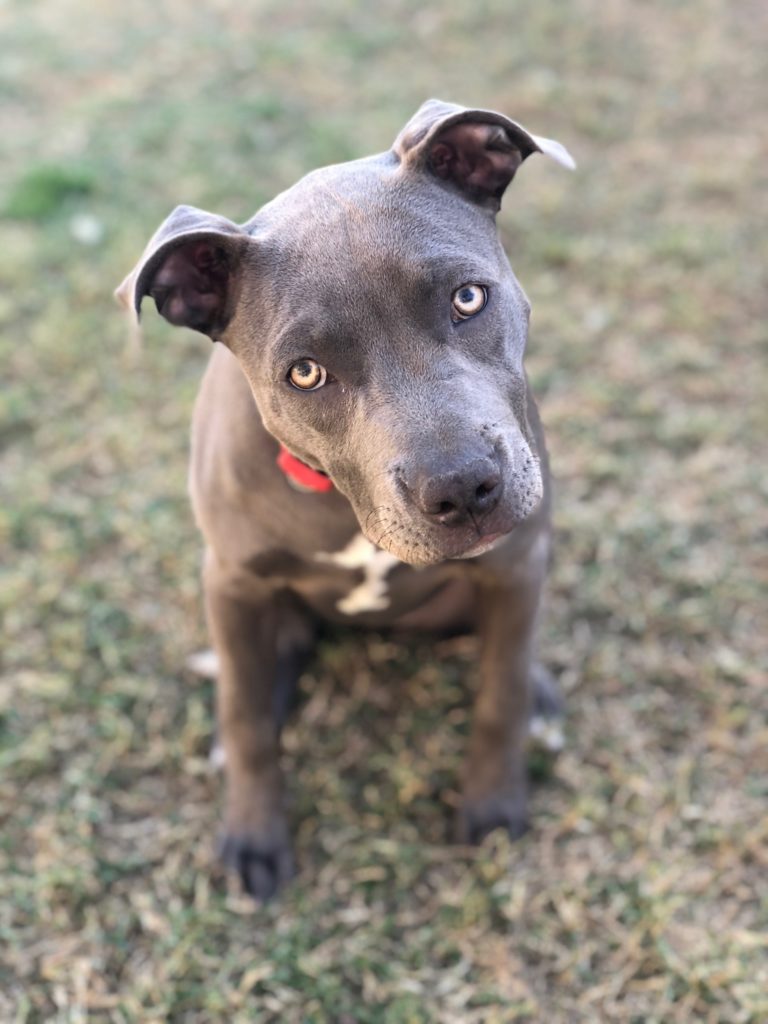 dog-head-tilt • The Proficient Pup