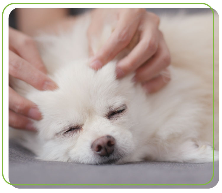 PP_dog-massage