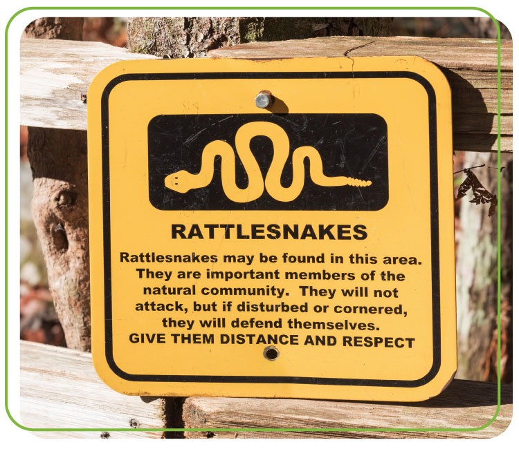 PP_rattlesnake-2